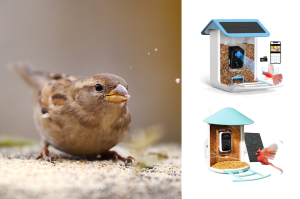 Read more about the article Best Smart Bird Feeder for Tech-Savvy Bird Lovers