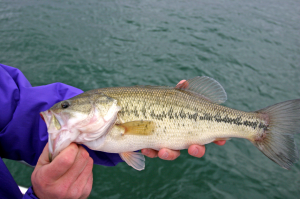 Read more about the article Bass Fishing 101: Essential Tips for Catching Lunkers